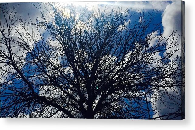 Tree Acrylic Print featuring the photograph Tree sun and blue sky by Andre Brands