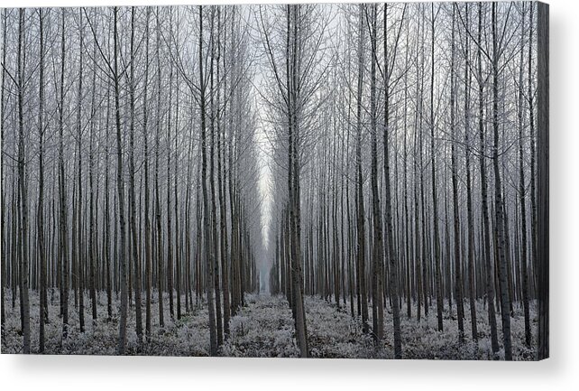 Tree Acrylic Print featuring the photograph Tree Symmetry by Whispering Peaks Photography