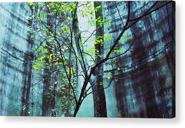 Landscape Acrylic Print featuring the photograph Trees Growing in Silo - Blu-Green Filter Wide Edition by Tony Grider