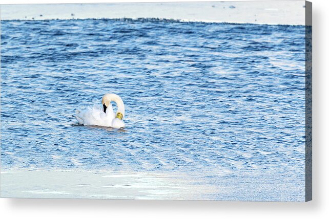 Swan Acrylic Print featuring the photograph Trumpeter Swan 840 84U by Holly Ross