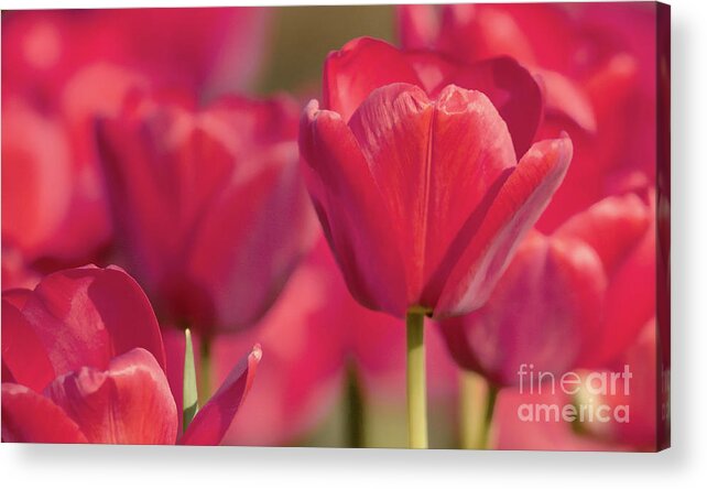  Paintings Acrylic Print featuring the painting Tulips flowers paint by Odon Czintos