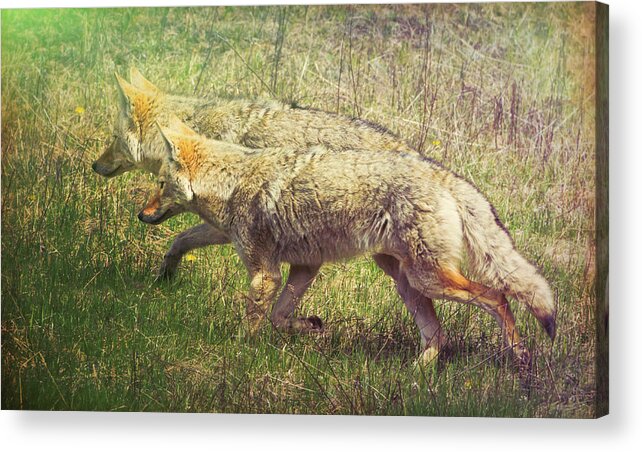 Animal Acrylic Print featuring the photograph Two Coyotes by Natalie Rotman Cote