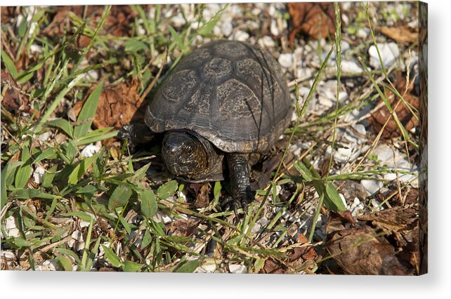 Turtle Acrylic Print featuring the photograph Up Close With Slow by Charles Kraus
