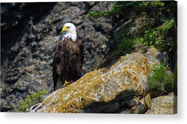 Bald Eagle Acrylic Print featuring the photograph Vigilance by Holly Ross