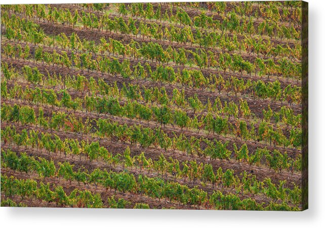 David Letts Acrylic Print featuring the painting Vineyard of Portugal by David Letts