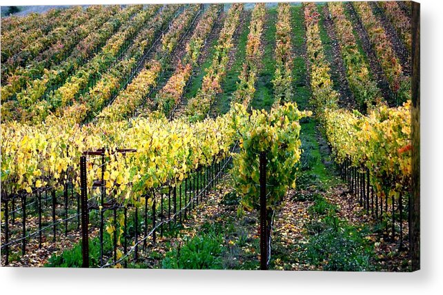 Vineyards Acrylic Print featuring the photograph Vineyards in Healdsburg by Charlene Mitchell