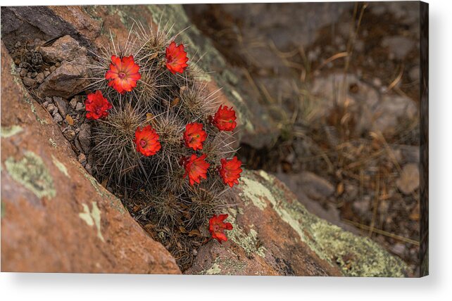 Arizona Acrylic Print featuring the photograph Vivid Cactus Flowers Saguaro National Park by Lawrence S Richardson Jr