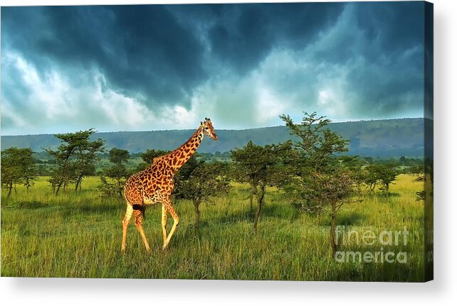 Giraffe Acrylic Print featuring the photograph Walking Alone by Charuhas Images