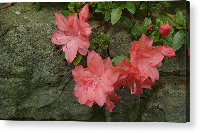 Flower Acrylic Print featuring the photograph Wallflower by Evelyn Tambour