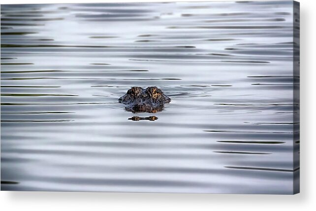 Alligator Acrylic Print featuring the photograph Watching You by Susan Rissi Tregoning