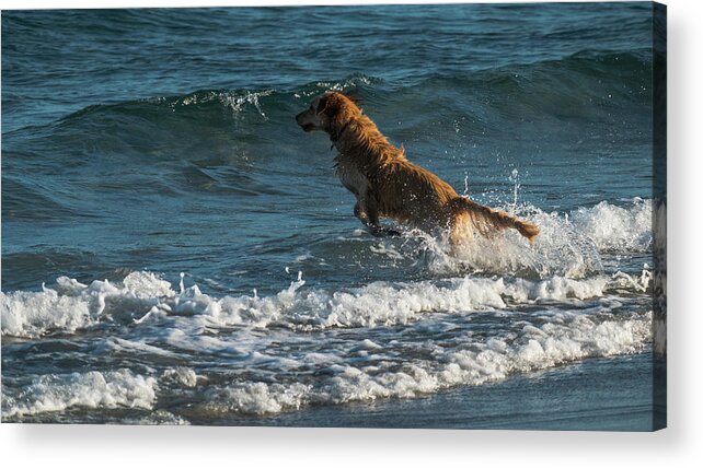 Lorida Acrylic Print featuring the photograph Water Dog Delray Beach Florida by Lawrence S Richardson Jr