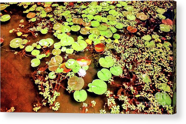 Water Lilies Acrylic Print featuring the painting Water Lilies by Genevieve Esson