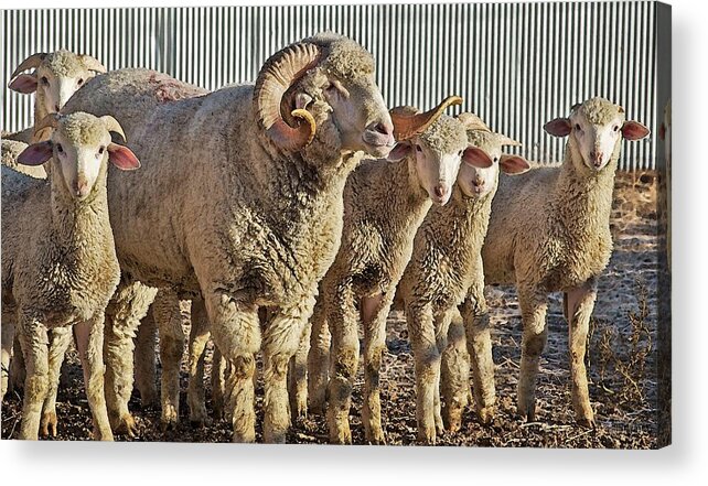 Sheep Acrylic Print featuring the mixed media When I Am Older by Amanda Smith