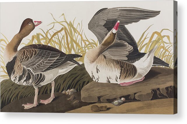 White Fronted Goose Acrylic Print featuring the painting White-fronted Goose by John James Audubon