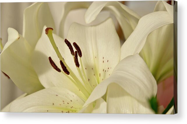 Lily Acrylic Print featuring the photograph White Lily 3 by Elena Perelman