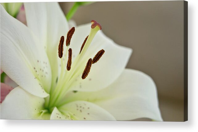 Trinity Acrylic Print featuring the photograph White Lily 4 by Elena Perelman