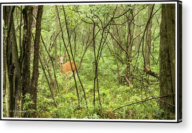 White-tailed Deer Acrylic Print featuring the photograph White-tailed Deer in a Pennsylvania Forest by A Macarthur Gurmankin