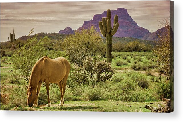 Wild Horses Acrylic Print featuring the photograph Wild in the Sonoran by Saija Lehtonen