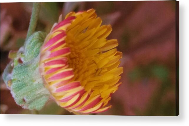 Wildflower Acrylic Print featuring the photograph Wildflower by Nilu Mishra