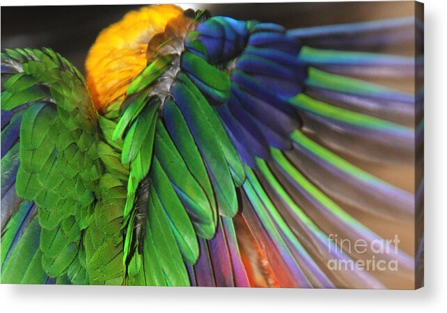 Feathers Acrylic Print featuring the photograph Wings of a Conure by Andrea Lazar