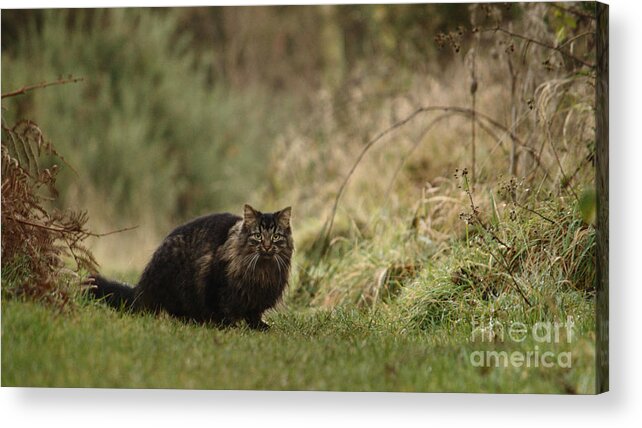 Cat Acrylic Print featuring the photograph Winter Prowl by Adrian Wale