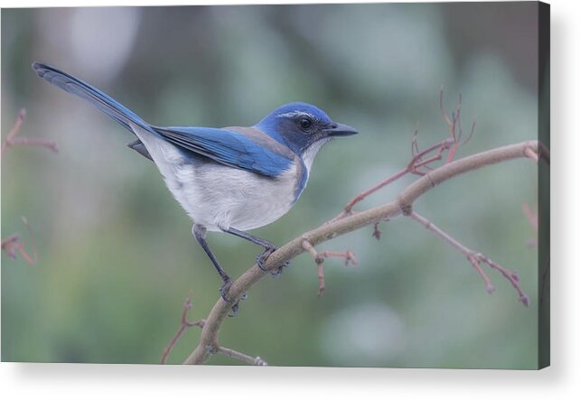 Bird Acrylic Print featuring the photograph Wintering Scrub Jay by Angie Vogel