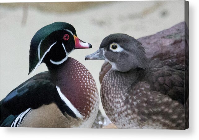 Wood Duck Acrylic Print featuring the photograph Wood Duck Pair in Love by Jack Nevitt