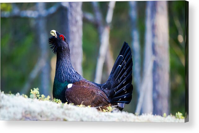 Wood Grouse Ws Acrylic Print featuring the photograph Wood grouse WS by Torbjorn Swenelius