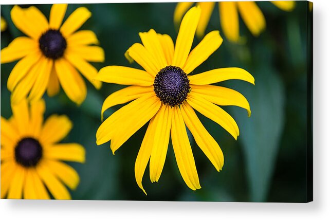  Acrylic Print featuring the photograph Yellow Daisy by David Downs
