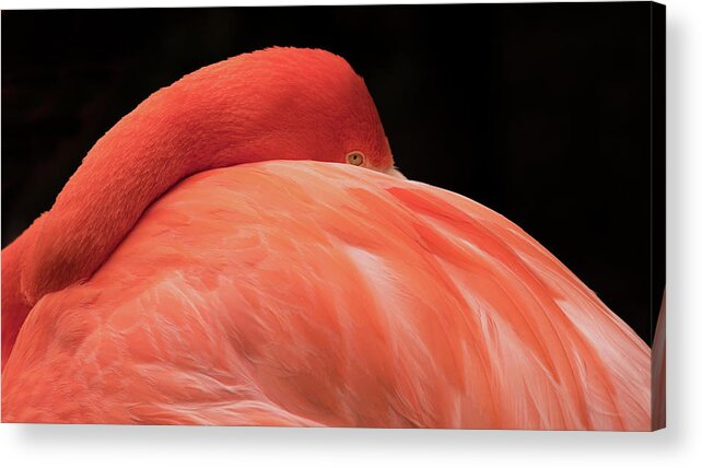Flamingo Acrylic Print featuring the photograph You Can Learn A Lot By Watching by Holly Ross
