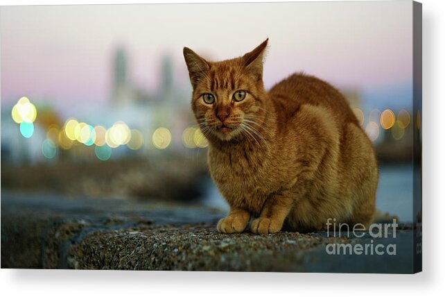 Vacation Acrylic Print featuring the photograph Brown Cat and Cathedral by the Sea Cadiz Spain #1 by Pablo Avanzini
