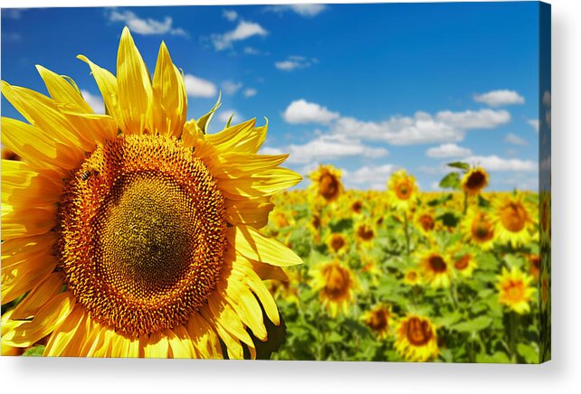Landscape Acrylic Print featuring the photograph Closeup Bright Sunflower Over Blurred #1 by DPK-Photo