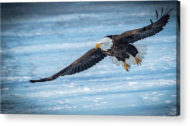 Eagle Acrylic Print featuring the photograph Spread Wide #2 by Laura Hedien