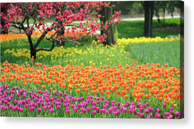 Outdoors Acrylic Print featuring the photograph Tulip, 2009 #1 by Wu, Hongqiang