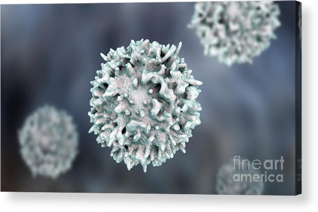 Artwork Acrylic Print featuring the photograph Lymphocytes #10 by Kateryna Kon/science Photo Library