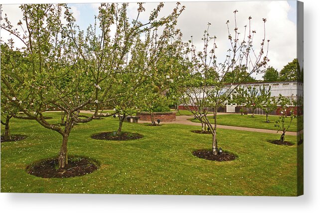 Chorley Acrylic Print featuring the photograph 11/05/19 CHORLEY. Astley Hall. Walled Garden. The Orchard. by Lachlan Main