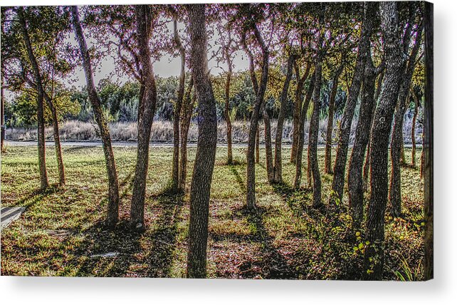 Tree Acrylic Print featuring the photograph Dancing Oaks by Ivars Vilums