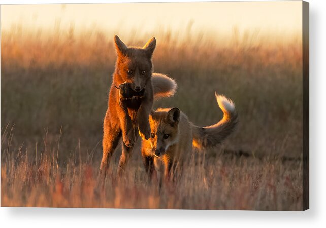 Animals Acrylic Print featuring the photograph Red Fox #2 by Johnson Huang