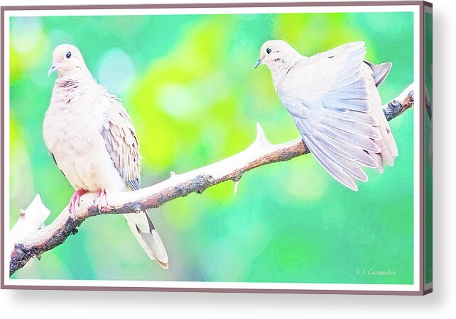 Taxonomy Acrylic Print featuring the photograph Mourning Dove Pair #3 by A Macarthur Gurmankin
