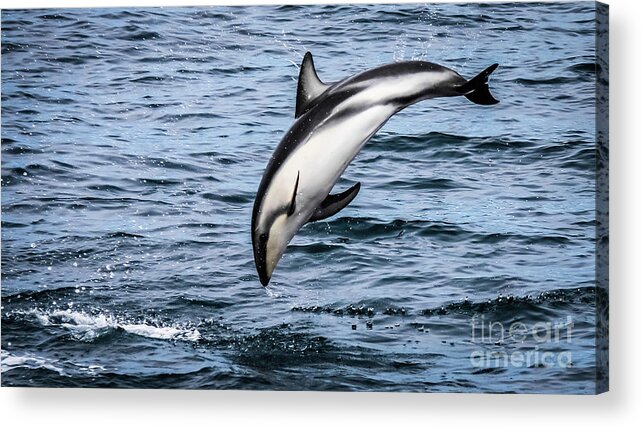 Dolphin Acrylic Print featuring the photograph A dusky dolphin by Lyl Dil Creations