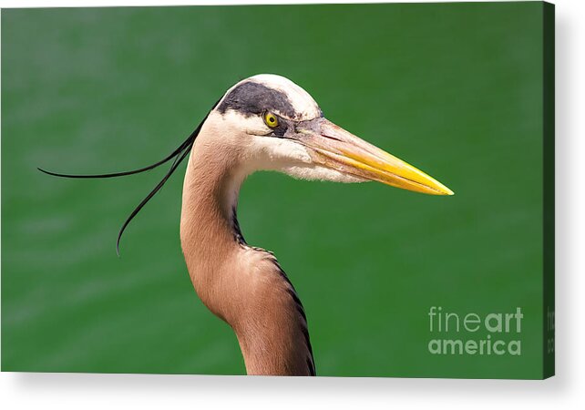 America Acrylic Print featuring the photograph Adult Great Blue Heron Close Up Portrait high-res by Stefano Senise