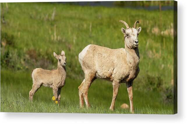 Animal Acrylic Print featuring the photograph And Little Lambs Eat Ivy by Brenda Jacobs