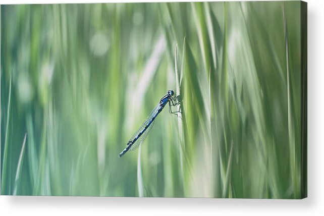 Dragonfly Acrylic Print featuring the photograph Around The Meadow 8 by Jaroslav Buna