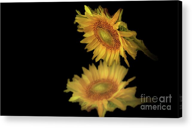 Sunflower August Reflection Summer Floral Seeds Acrylic Print featuring the photograph August Sunflower Reflection by Janette Boyd