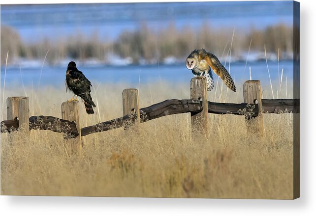 Barn Owl Acrylic Print featuring the photograph Barn Owl Anger by Rick Mosher