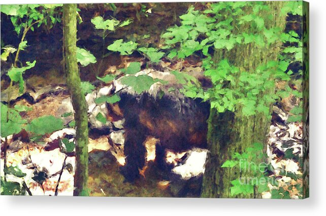 Bear Acrylic Print featuring the digital art Black Bear In Woods by Phil Perkins