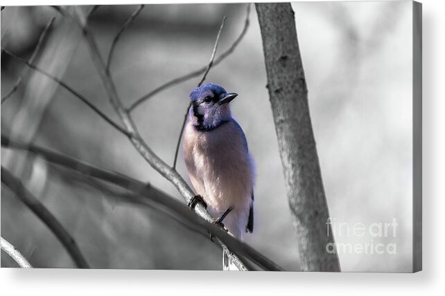  Acrylic Print featuring the photograph Blue Jay by Dheeraj Mutha
