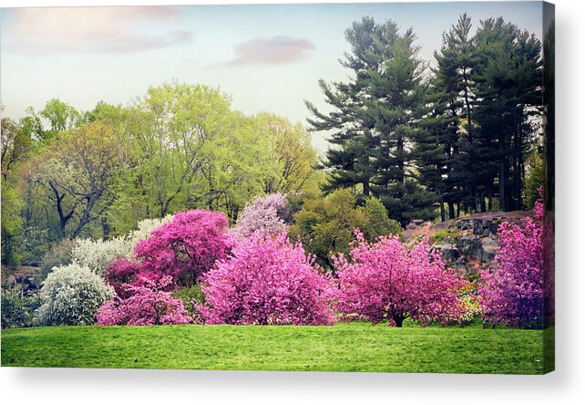 Cherry Tree Acrylic Print featuring the photograph Cherry on a Hillside by Jessica Jenney