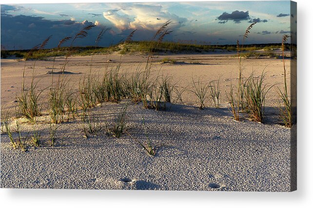 Navarre Florida Acrylic Print featuring the photograph Coastal Sea Oats by Kevin Senter