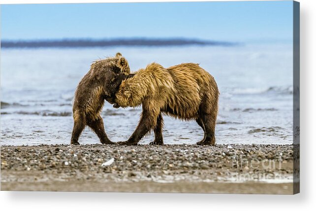 Bear Acrylic Print featuring the photograph Coastal brown bears by Lyl Dil Creations